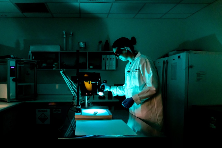 forensic scientist examines knife under fluorescent light