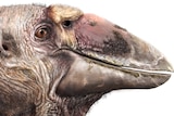 A lifelike drawing of a large bird head with wrinkles and a grizzled beak  