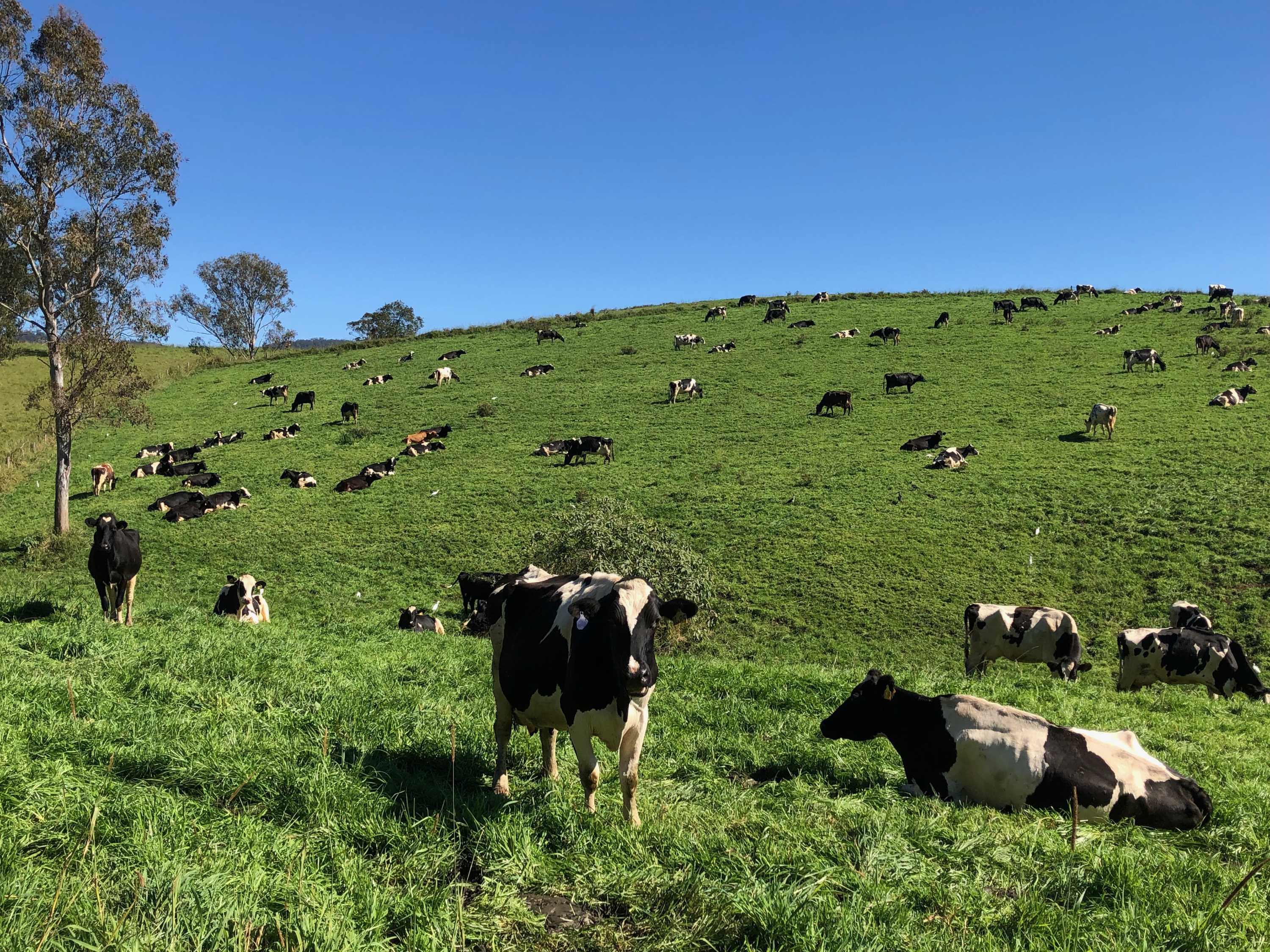 Dairy cows in a green paddock.