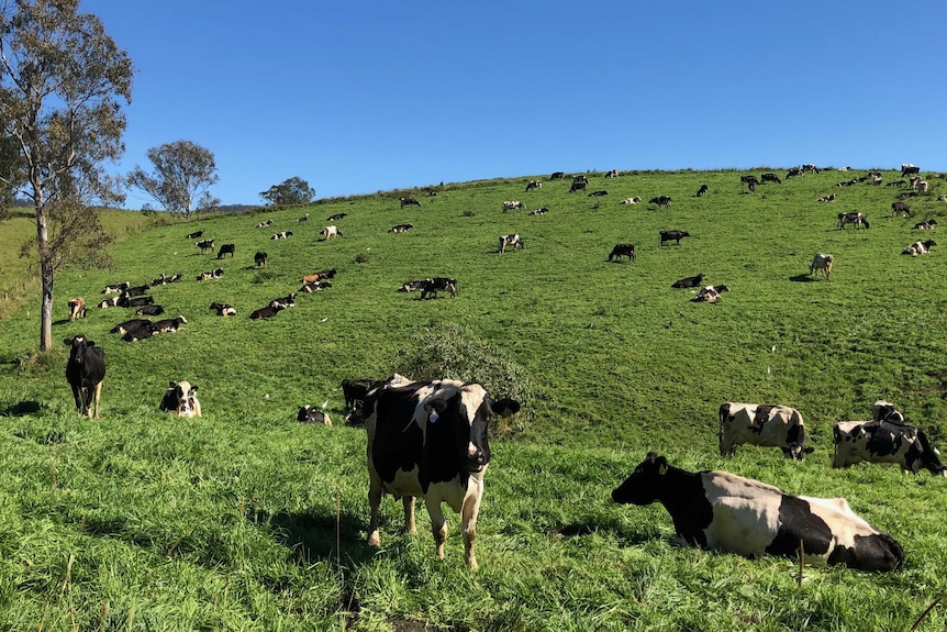 Dairy cows sit and stand on a hill covered in green pasture.