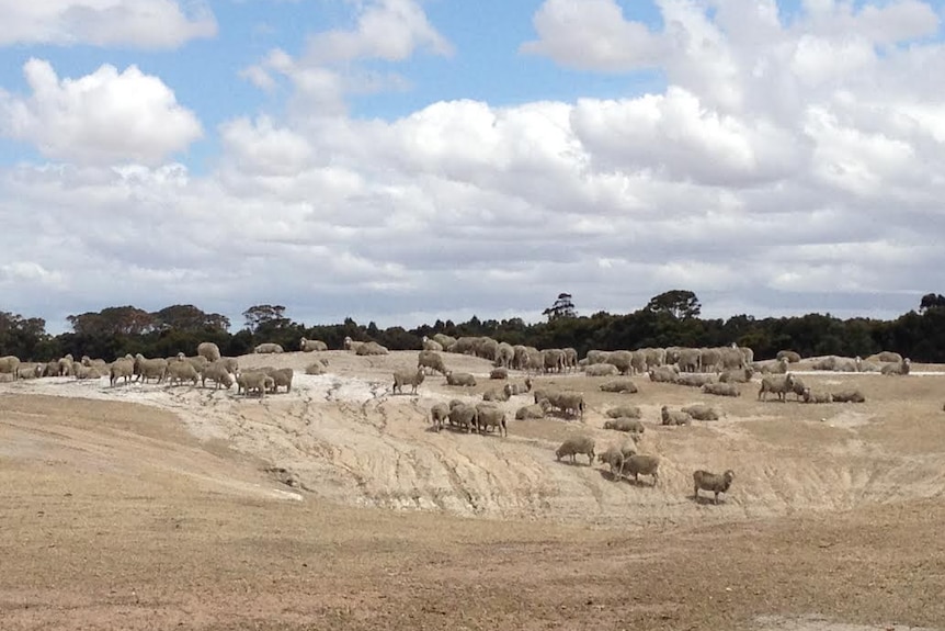 Sheep next to a dry dam