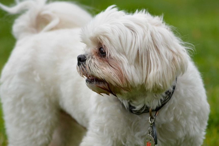 A white fluffy dog.