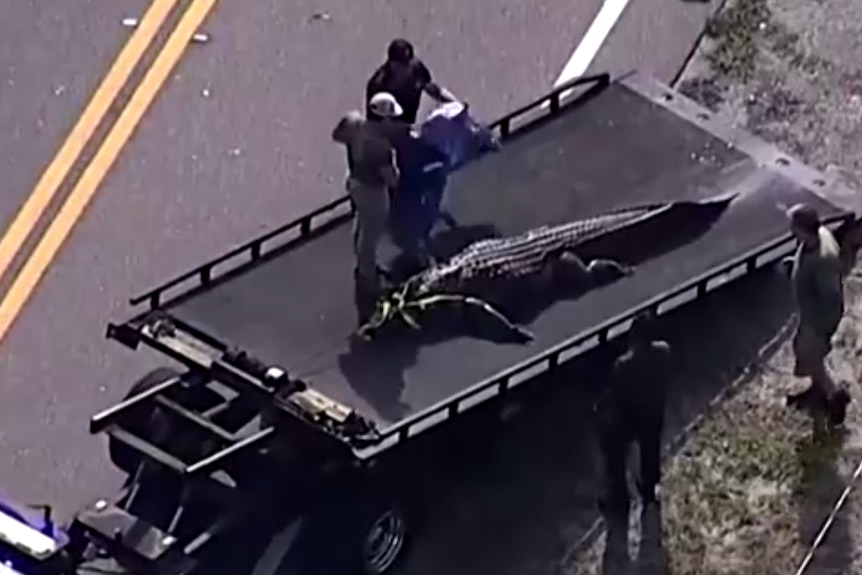 A blurry aerial photograph shows a large alligator lying on the back of a truck as two men prepare to place a tarpaulin over it.
