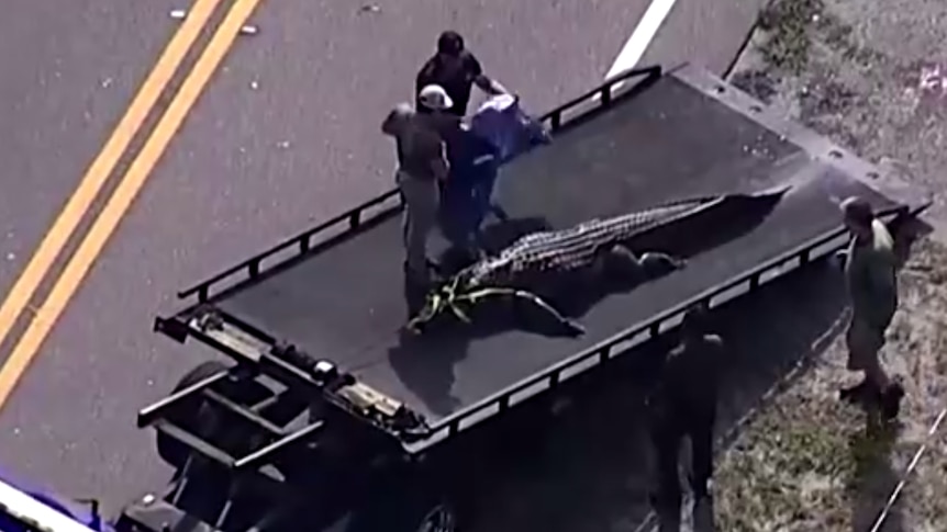 A blurry aerial photograph shows a large alligator lying on the back of a truck as two men prepare to place a tarpaulin over it.