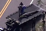 A blurry aerial photograph shows a large alligator lying on the back of a truck as two men prepare to place a tarpaulin over it.