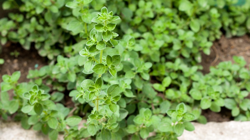 Oregano plant growing in a vegetable garden.