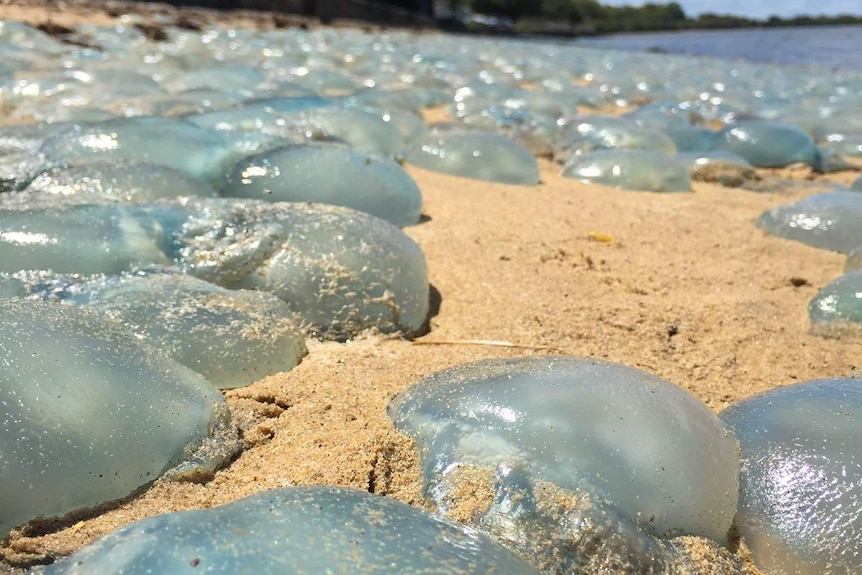 Blue blubber jellyfish on the hot sand in Deception Bay.