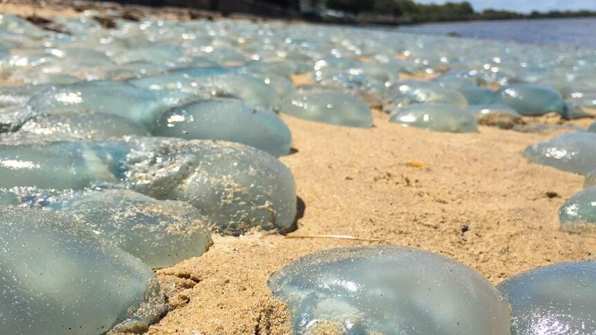 Blue blubber jellyfish on the hot sand in Deception Bay.