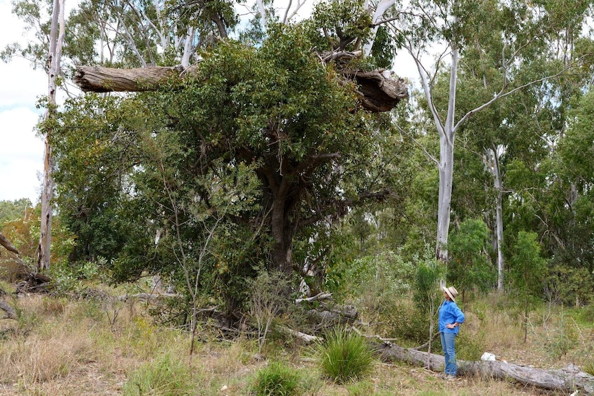 A woman stands looking up at a tree, which has a dead log stuck, around ten metres above the ground.