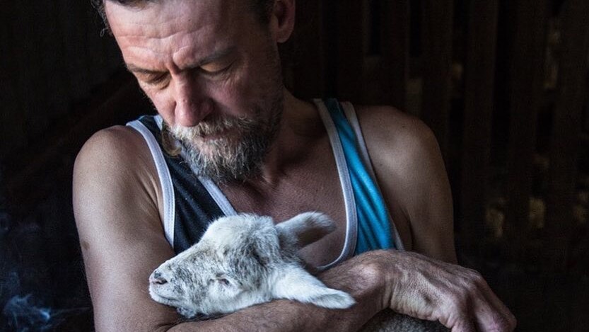 A shearer is sitting, holding a lamb on his lap, and looking down at it.