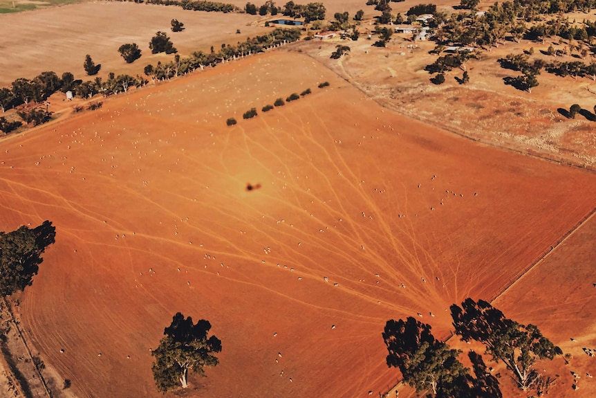 An aerial shot of a drought stricken paddock full sheep.