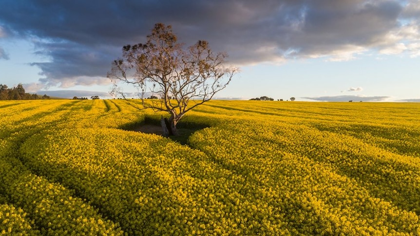 A gum tree stands in the middle of a canola crop.