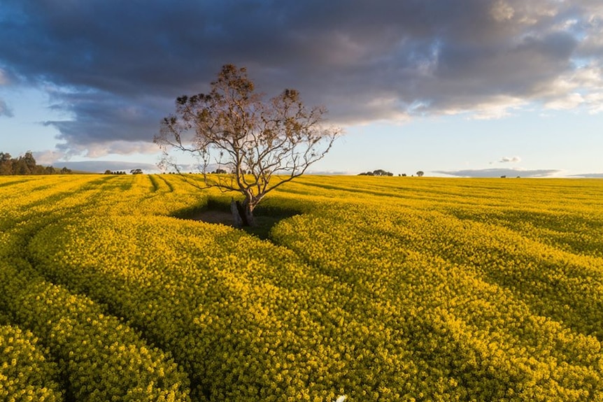 A gum tree stands in the middle of a canola crop.
