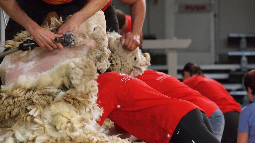 A Victorian farmer wants shearing to be recognised as a sport.