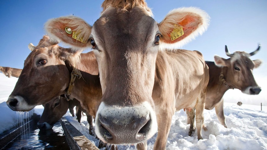 A small group of cows in a snowy paddock are facing the camera, some have horns and some are without