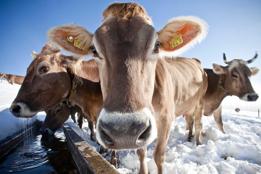 A small group of cows in a snowy paddock are facing the camera, some have horns and some are without