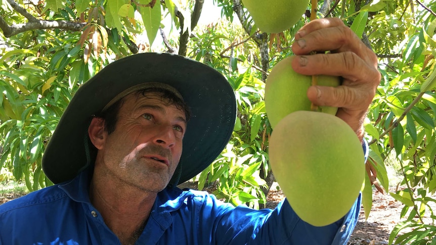 Mango grower takes a close up look at fruit ripening on his trees as harvest approaches