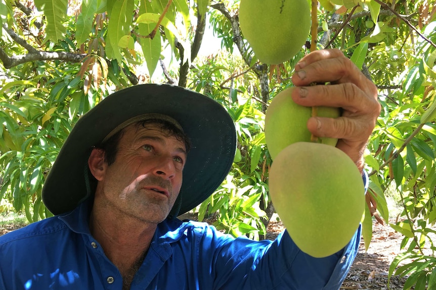 Mango crop defies predicted shortage