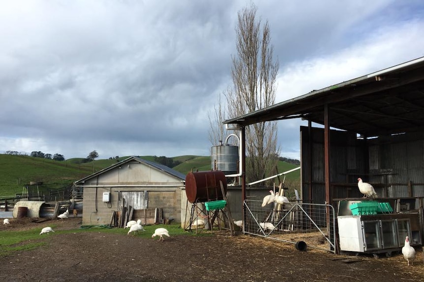 Tamsin Carvan's farm in Poowong East.