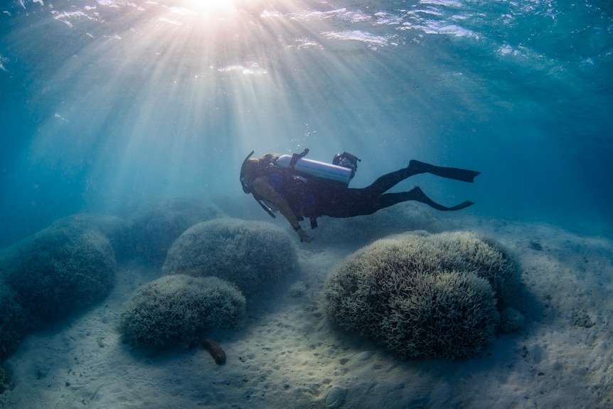 Diver on Barrier Reef