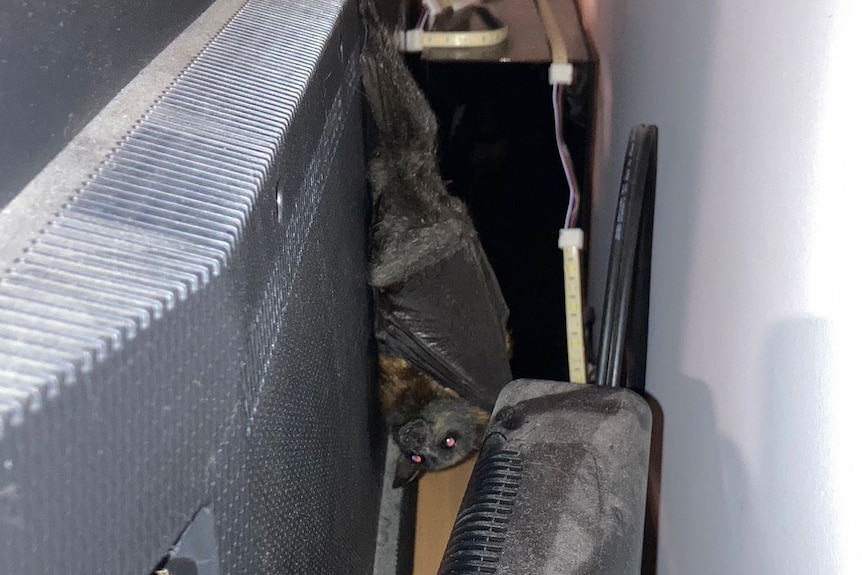 A flying fox hanging behind a television in an apartment