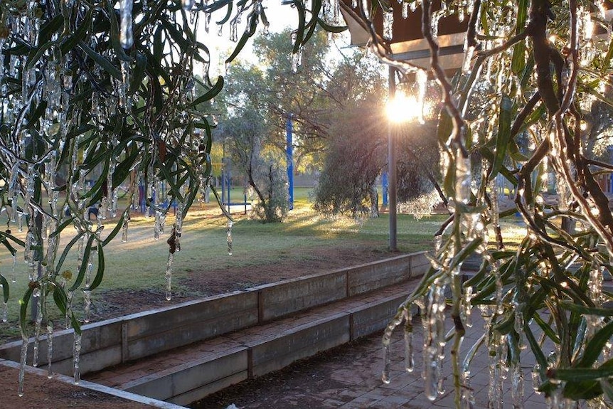 Icicles on gum trees in Alice Springs