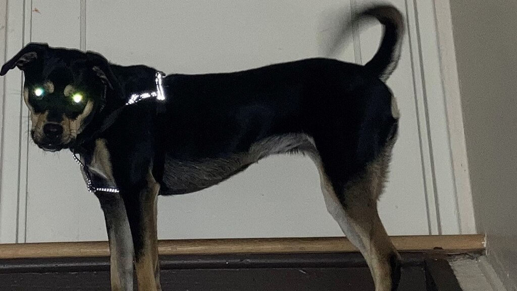 Why do cats' eyes glow in the dark? ABC Education