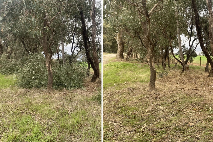 Two side by side photos of a grassy bank with trees, the first one has lots of low weed, the second the ground is clear.