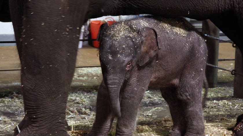 Taronga's new calf