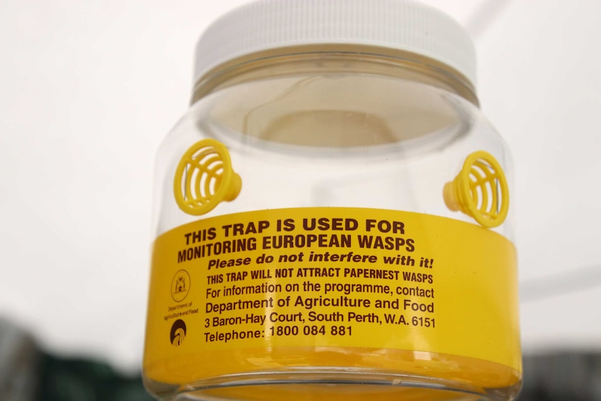 A European wasp trap — a lidded glass jar with two small yellow plastic cones on the front of it.