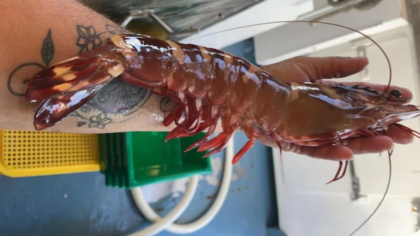 A giant prawn the size of a man's forearm