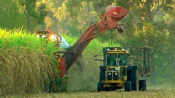 Scrutiny: Canegrowers will check that the deal meets WTO guidelines.