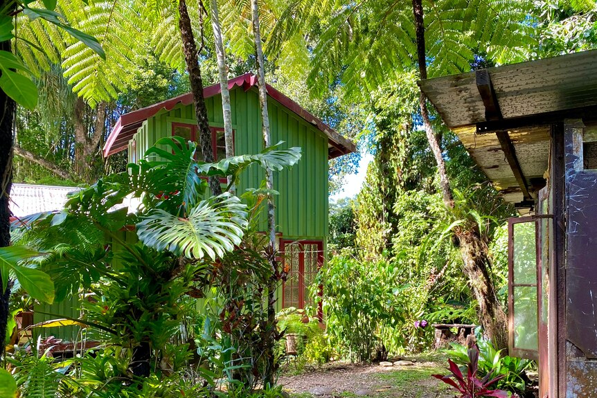 Une petite maison verte cachée derrière des arbres à l'intérieur d'une forêt tropicale