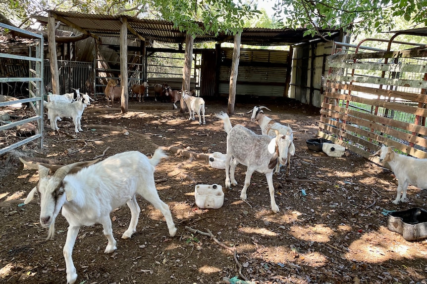 Goats locked up inside a yard with high fences.