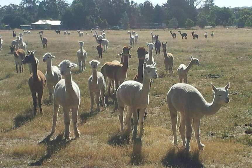 A group of alpacas on a Victorian farm