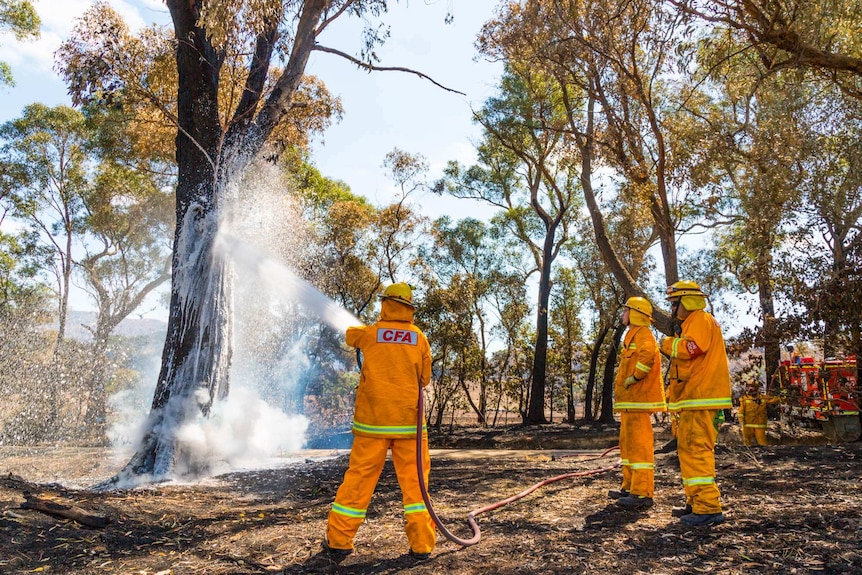 CFA crews spray the tree with water and foam to put the embers out.