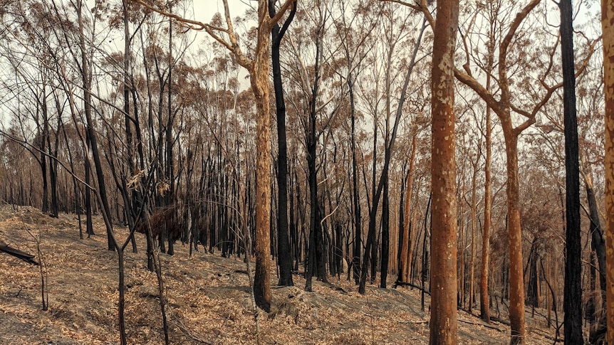 Australian bushland burned by a bushfire