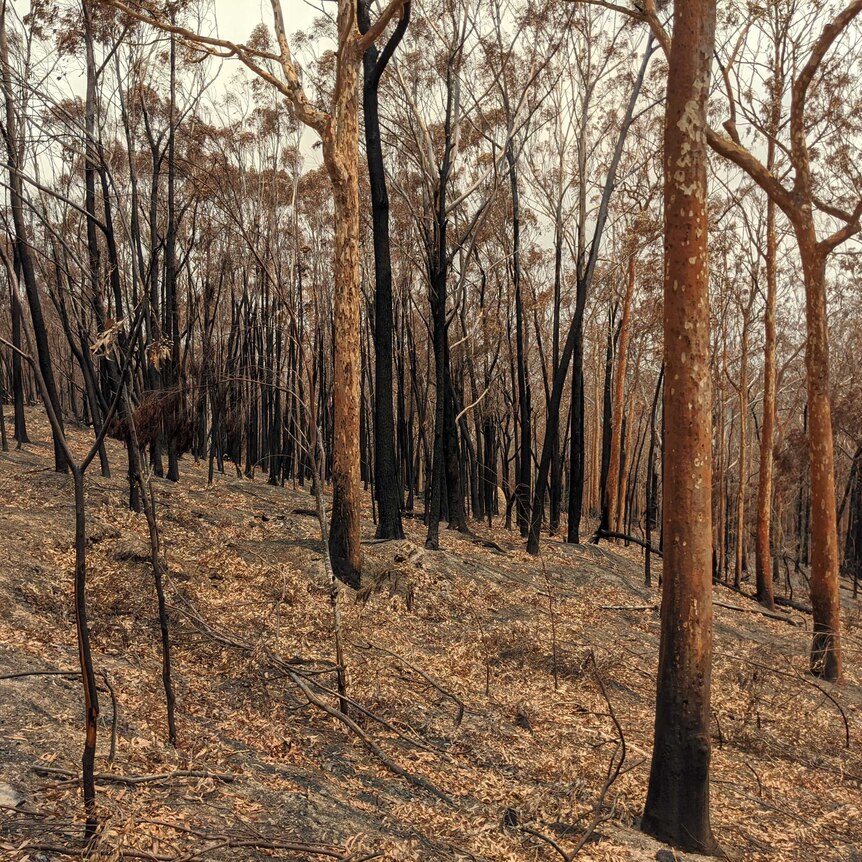 Australian bushland burned by a bushfire
