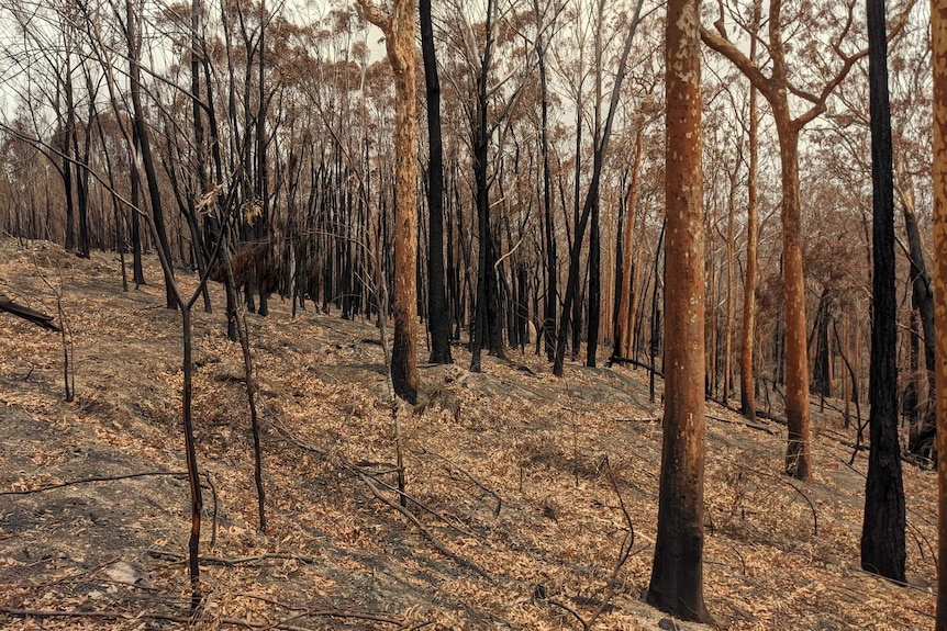 Australian bushland burned by a bushfire,  Malua Bay NSW