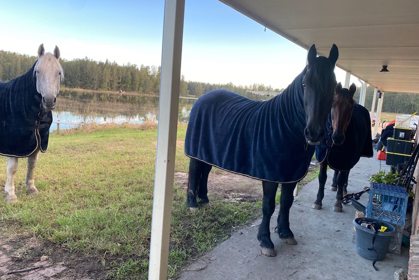 Three horses stand under a porch covered in blankets. 