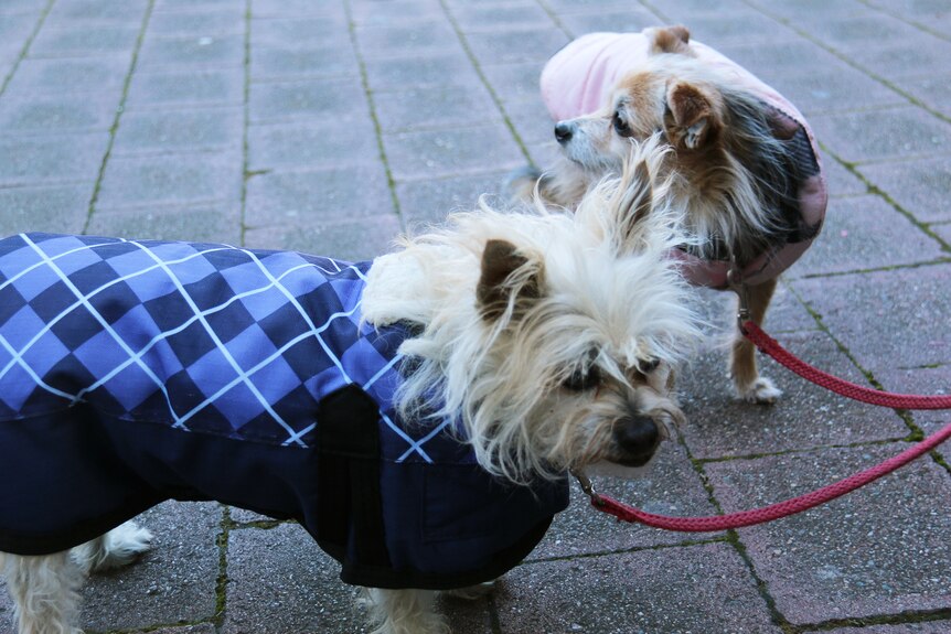 Two dogs in jackets on a joint lead.