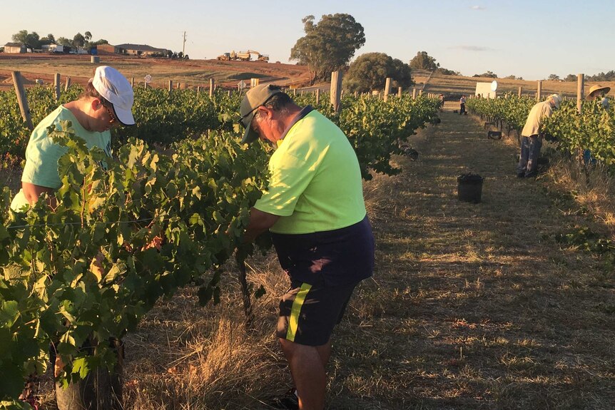 Two people pick grapes