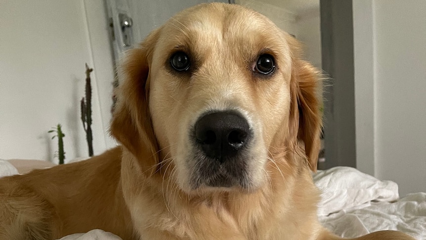 golden retriever looking mournful on bed