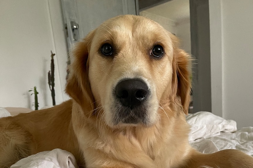 golden retriever looking mournful on bed