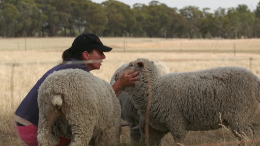 Rebecca Hamilton looks at the face of one of her sheep.