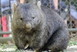 A wombat in Osaka