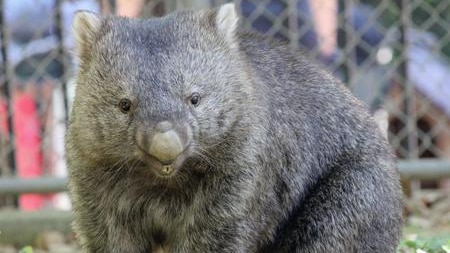 A wombat in Osaka