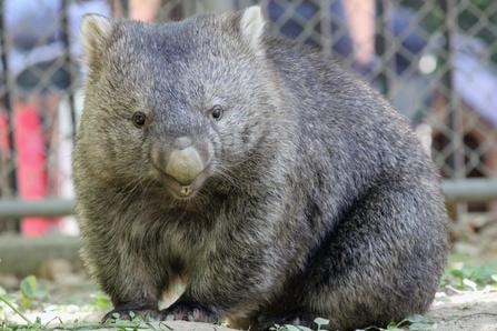 A wombat in Osaka