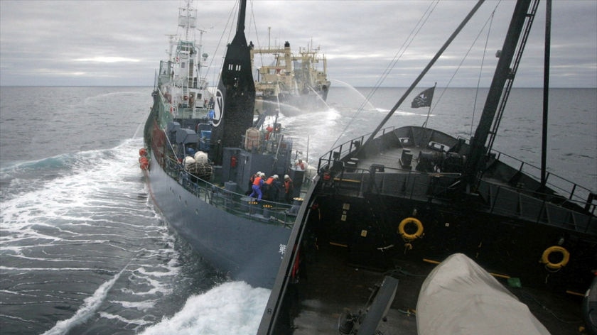Sea Shepherd ship Steve Irwin pulls out of the Southern Ocean.