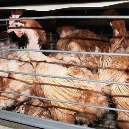 Battery cage hens at the Henholme farm at Buchanan.
